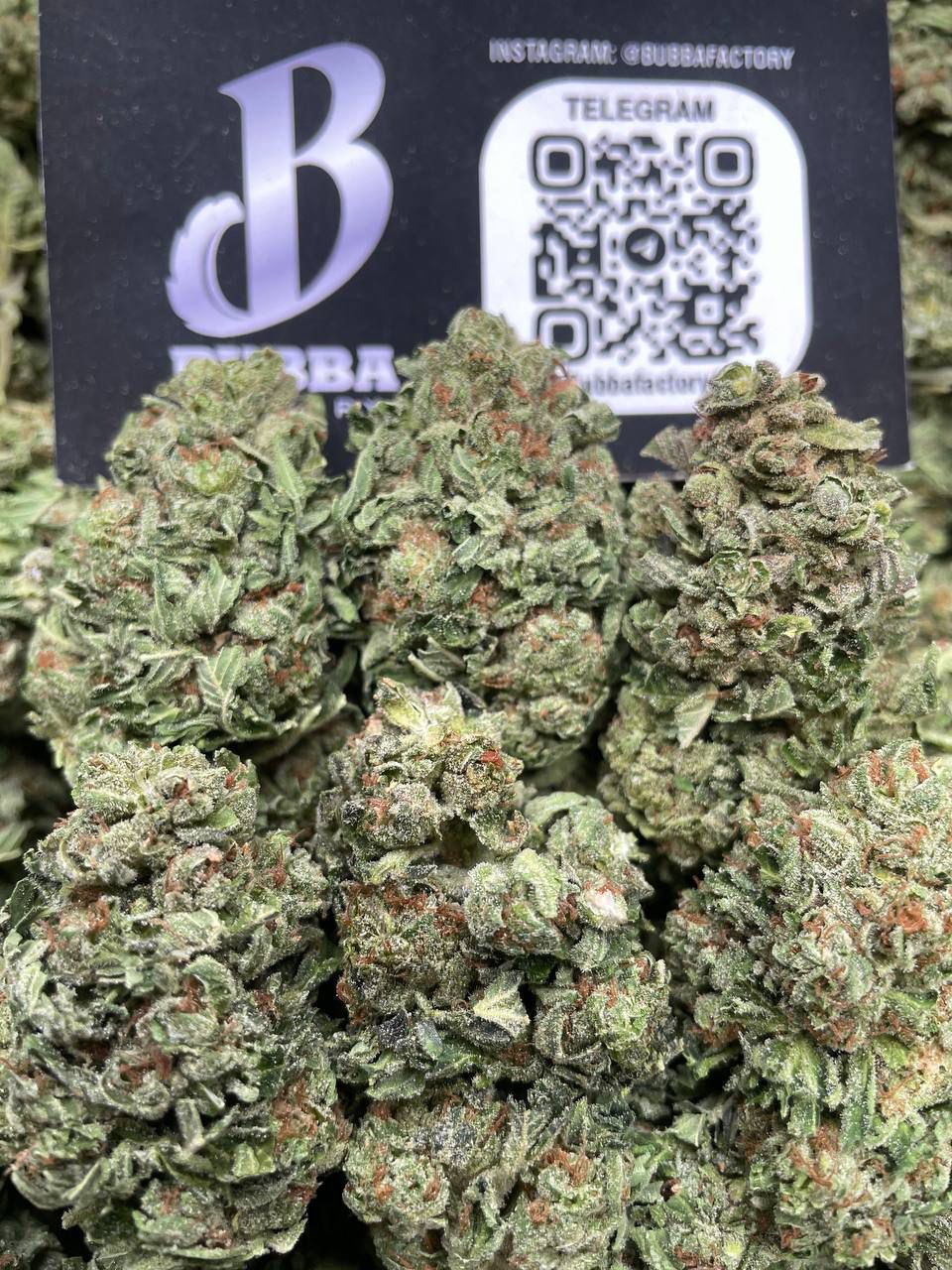 PLATINUM BUBBA