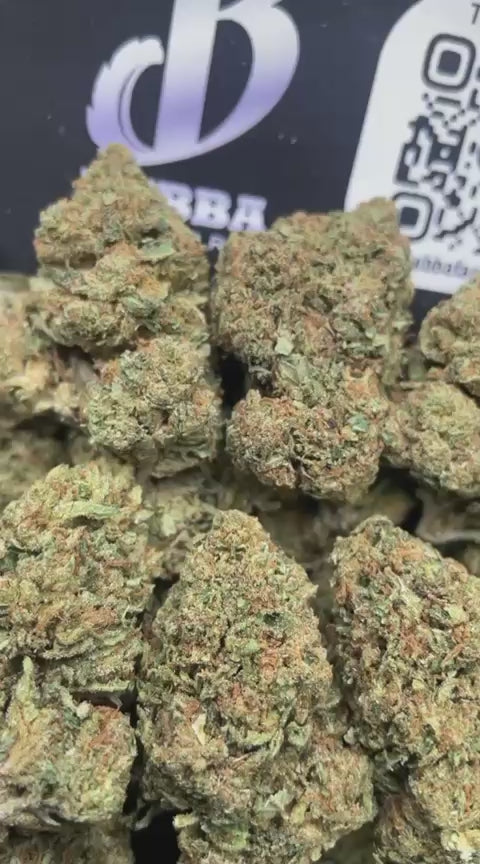 CITRUS GUSHERS