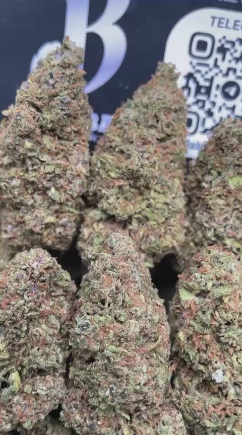 PAPAYA MINTZ