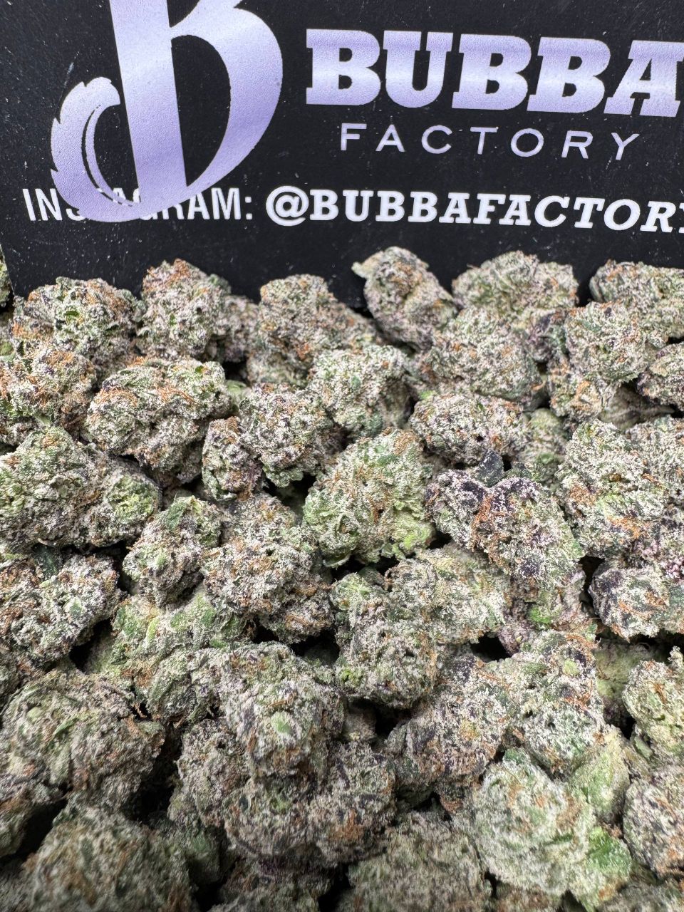 1 PACK Turtle Smalls